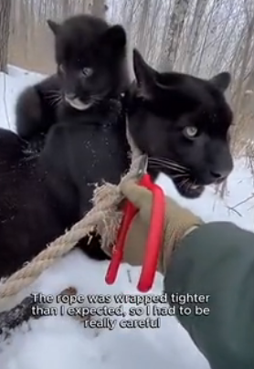 Im glad that i helped these two animals (Part 2)