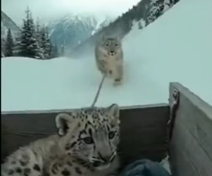 F1204005 baby snow leopard cub gets rescued (Part 2)