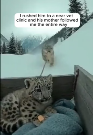 F1204005 baby snow leopard cub gets rescued (Part 2)