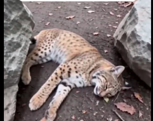 F1204001 She Freed A Trapped Unconscious Bobcat (Part 2)