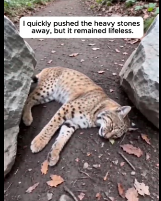 F1204001 She Freed A Trapped Unconscious Bobcat (Part 2)