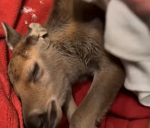F1204003 He Saved A Freezing Baby Moose Abandoned In His Yard (Part 2)