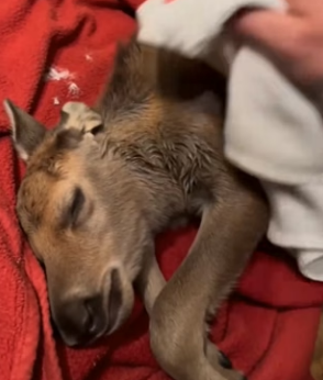 F1204003 He Saved A Freezing Baby Moose Abandoned In His Yard (Part 2)