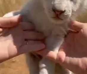 F1204002 This Mother Dog Raised A Rejected White Lion Cub (Par 2)