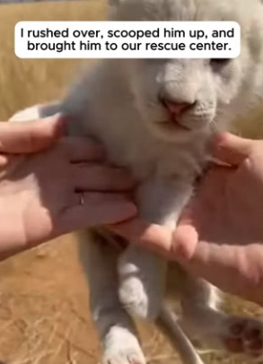 F1204002 This Mother Dog Raised A Rejected White Lion Cub (Par 2)