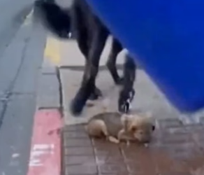 F1204006 A Wolf Brought Its Baby Into Town… Then This Happened (Part 2)