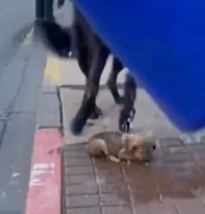 F1204006 A Wolf Brought Its Baby Into Town… Then This Happened (Part 2)