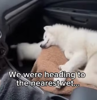 K2703009 This man found an arctic wolf that a poacher had tied so tightly to a tree with a rope that wolf is (Part 2)