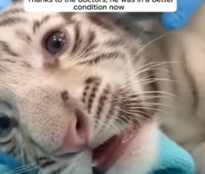 F1204004 a baby white tiger gets dragged (Part 2)