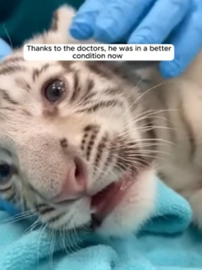 F1204004 a baby white tiger gets dragged (Part 2)