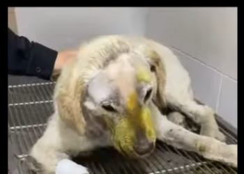 C1004011 The transformation of a dog whose jaw was broken (Part 2)