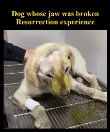 C1004011 The transformation of a dog whose jaw was broken (Part 2)
