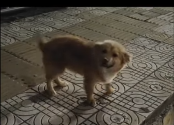 C1004010 An abandoned dog is left completely heartbroken (Part 2)