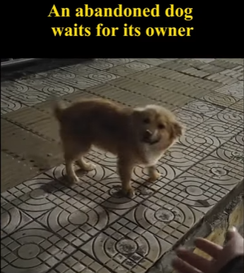 C1004010 An abandoned dog is left completely heartbroken (Part 2)