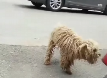C1004012 The transformation of a stray dog who couldn’t eat (Part 2)