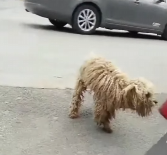 C1004012 The transformation of a stray dog who couldn’t eat (Part 2)