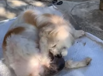 C1004007 Rescued stray dog gives birth to puppies next day (Part 2)