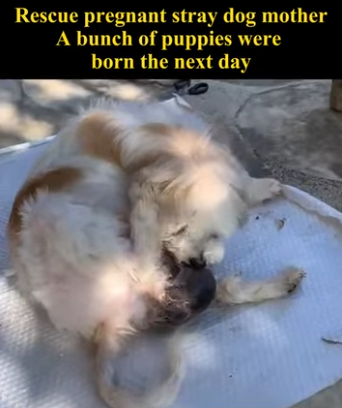 C1004007 Rescued stray dog gives birth to puppies next day (Part 2)