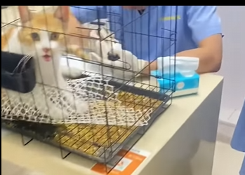 C1004009 Rescue a stray cat with dystocia (Part 2)