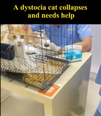 C1004009 Rescue a stray cat with dystocia (Part 2)