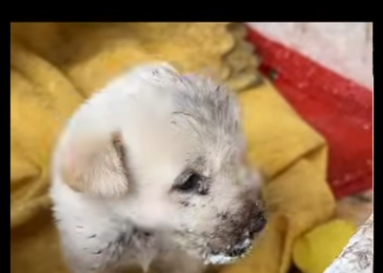 C1004004 An unloved puppy gets home (Part 2)