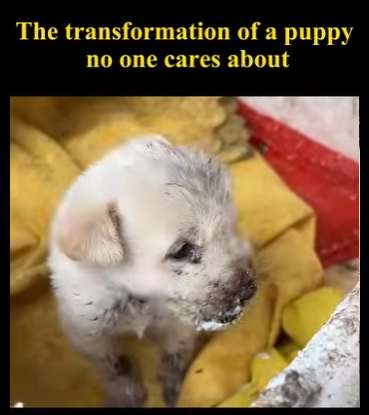 C1004004 An unloved puppy gets home (Part 2)