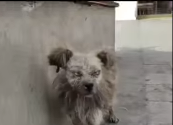 C1004005 Blind stray dog regains sight help of love! (Part 2)