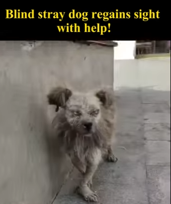C1004005 Blind stray dog regains sight help of love! (Part 2)