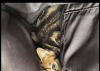 C1004006 growth of stray kitten born disability (Part 2)