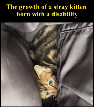 C1004006 growth of stray kitten born disability (Part 2)