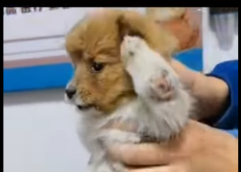 C1004001 Puppies whose limbs were artificially severed recovery status (Part 2)