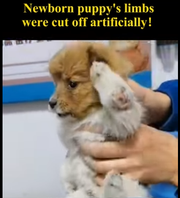 C1004001 Puppies whose limbs were artificially severed recovery status (Part 2)