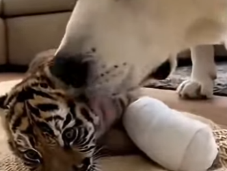This man saw a pack of wolves attacking a snow tiger cub (Part 2)