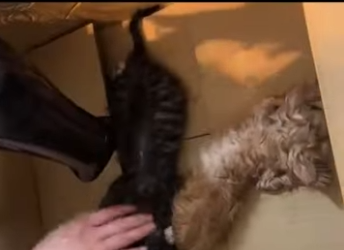 C1004002 Two kittens who were dying were saved! (Part 2)