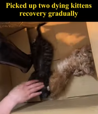 C1004002 Two kittens who were dying were saved! (Part 2)