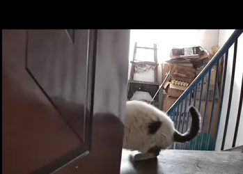 C1004003 stray cat knocks on door, he doesn just want food (Part 2)