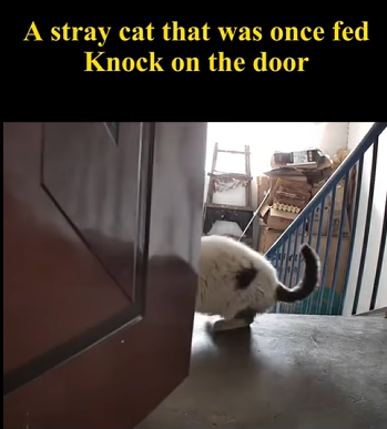 C1004003 stray cat knocks on door, he doesn just want food (Part 2)