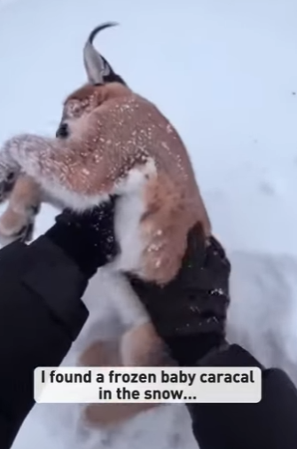 P1304012 Kanye West would call this the most Genuis comeback of all time (Part 2)