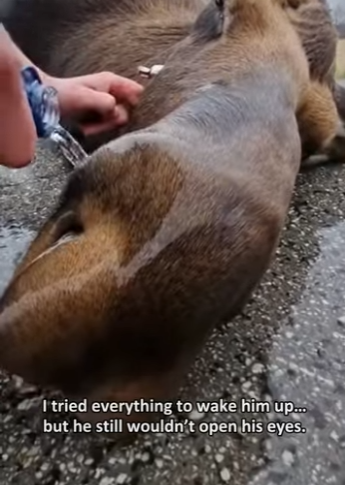 P1304011 A moose suddenly slammed into my car… then collapsed in the road (Part 2)