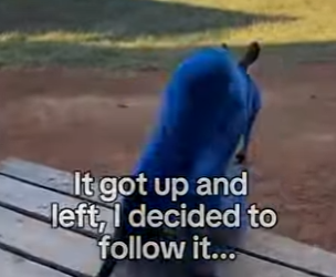 saved kangaroo on hottest day of year (Part 2)