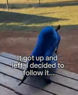 saved kangaroo on hottest day of year (Part 2)