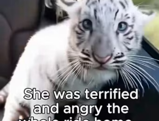 K2503010 Mother tiger abandoned her cub cause of her color (Part 2)