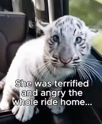 K2503010 Mother tiger abandoned her cub cause of her color (Part 2)