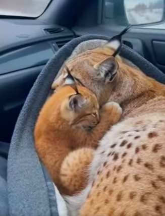 P1304003 Left to rot. Even Cristiano Ronaldo would be horrified by this cruelty. (Part 2)