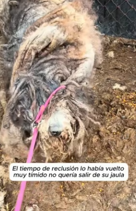 R0104009 ve decided to give it safe loving home (Part 2)