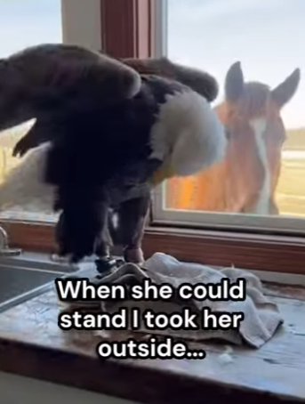 F1304009 One pair of shoes or one life saved The choice is yours. (Part 2)