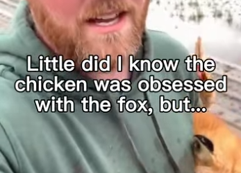 F1304011 He Might Be Only Chicken To Ever Love Fox (Part 2)