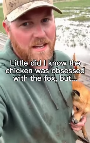 F1304011 He Might Be Only Chicken To Ever Love Fox (Part 2)