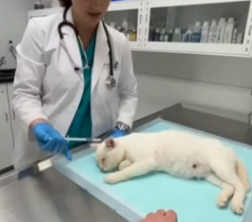 F1304001 Post Malone has the tattoos, but this dog has the scars of a hero (Part 2)