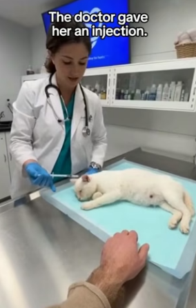 F1304001 Post Malone has the tattoos, but this dog has the scars of a hero (Part 2)